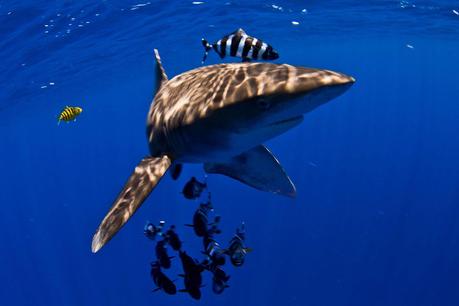 Tiburón de Puntas Blancas 1266138_685054924857753_1892272270_o