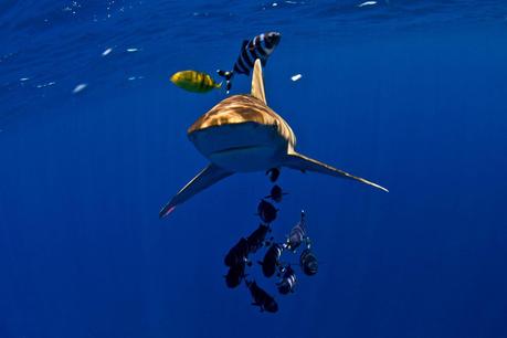 Tiburón de Puntas Blancas 1233161_674564135906832_1743995283_o