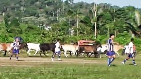 Video: Vacas invaden campo de fútbol en la Copa Perú