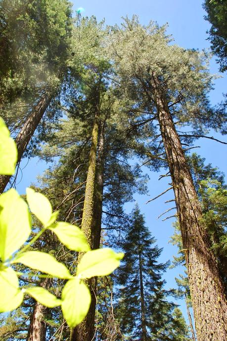 OLMSTED POINT: SECUOYAS OLMSTED POINT: SECUOYAS