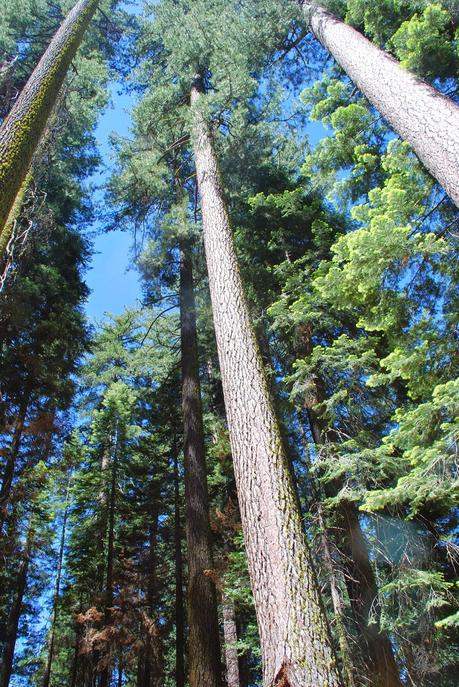 OLMSTED POINT: SECUOYAS OLMSTED POINT: SECUOYAS