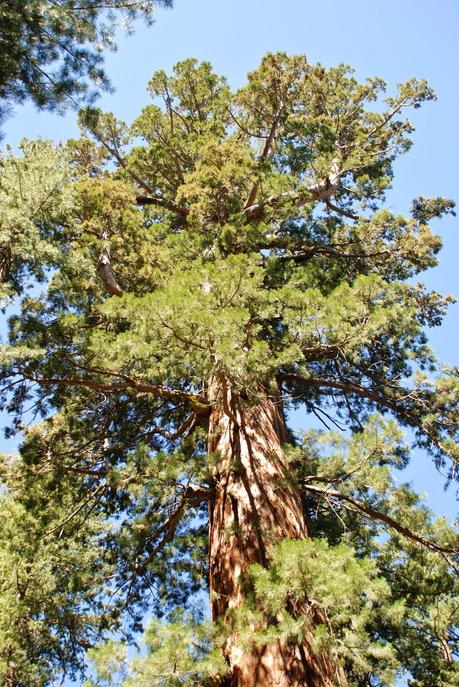 OLMSTED POINT: SECUOYAS OLMSTED POINT: SECUOYAS