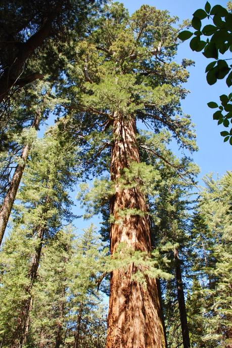 OLMSTED POINT: SECUOYAS OLMSTED POINT: SECUOYAS