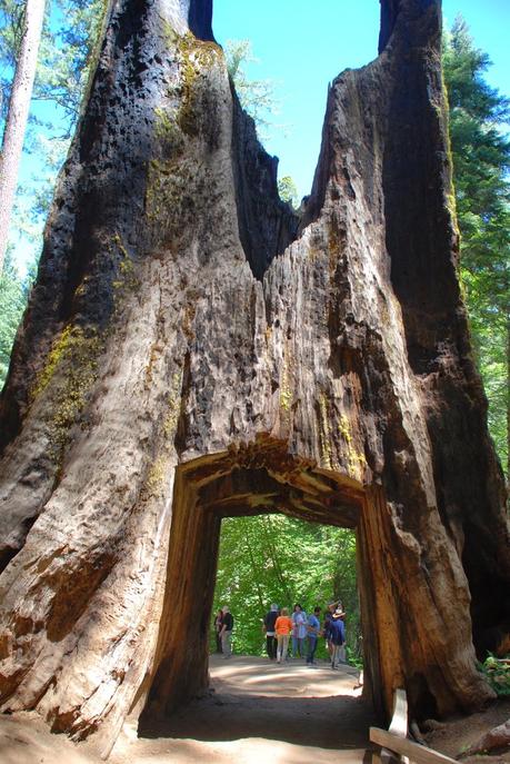 OLMSTED POINT: SECUOYAS OLMSTED POINT: SECUOYAS