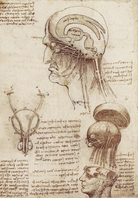 Historia del Cerebro o El Nacimiento de la Neurociencia