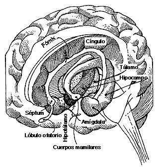 Alcoholismo y Daño Cerebral: El Síndrome de Korsakoff