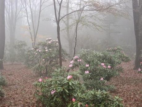 air … mountains … trees air … mountains … trees