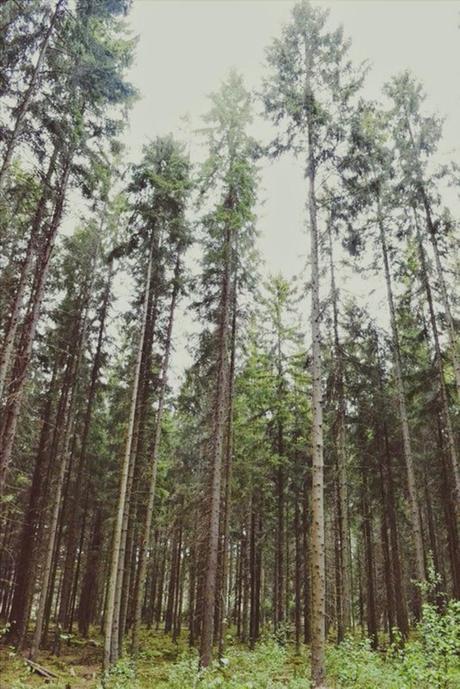 air … mountains … trees air … mountains … trees