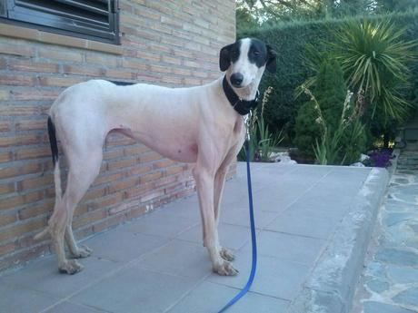 FLECKER EN ACOGIDA O ADOPCIÓN. (MADRID)