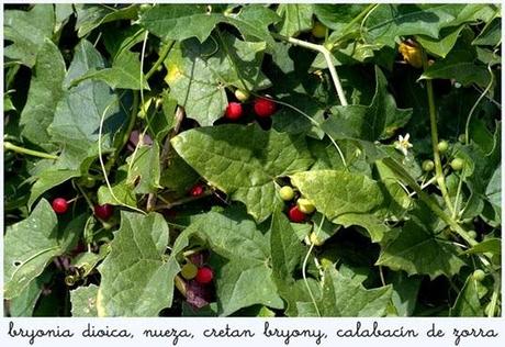 Recogiendo del bosque los frutos silvestres del otoño