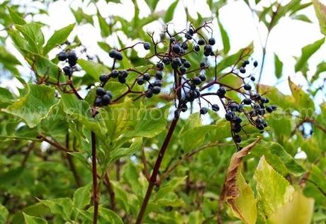 Recogiendo del bosque los frutos silvestres del otoño