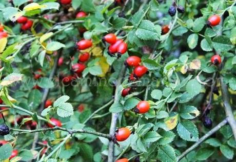 Recogiendo del bosque los frutos silvestres del otoño