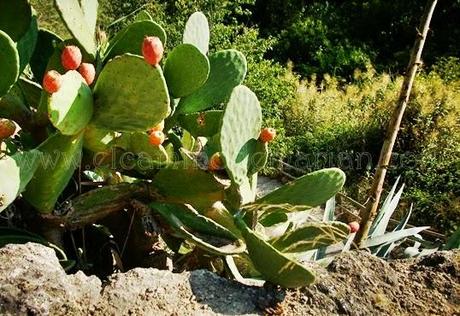 Recogiendo del bosque los frutos silvestres del otoño