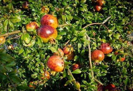 Recogiendo del bosque los frutos silvestres del otoño