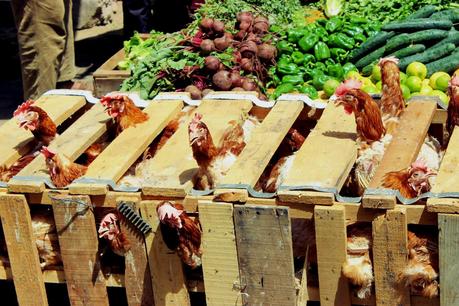 Kaftán azul Kaftán azul