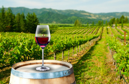 Enoturismo en bicicleta Enoturismo en bicicleta