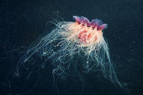 Jellyfish by Alexander Semenov