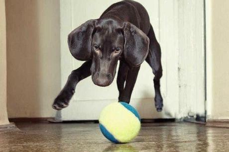 Juegos a practicar con tu cachorro Juegos a practicar con tu cachorro