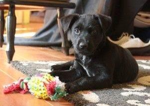 Juegos a practicar con tu cachorro Juegos a practicar con tu cachorro