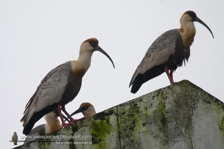 Bandurria boreal (Buff-necked Ibis) Theristicus caudatus