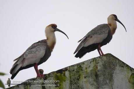 Bandurria boreal (Buff-necked Ibis) Theristicus caudatus