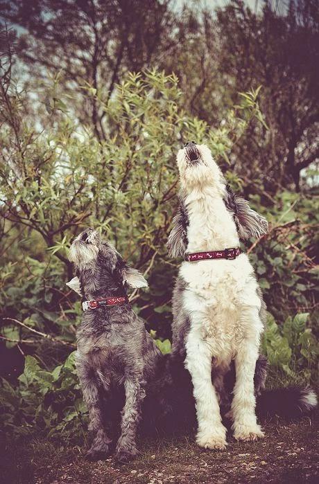 Egoblogueando Egoblogueando