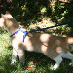 Enseñar a tu gato a pasear con correa y arnés