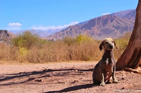 Tilkara y los cerros de tantos colores Tilkara
