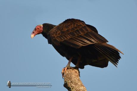 Jote cabeza colorada (Turkey Vulture) Cathartes aura