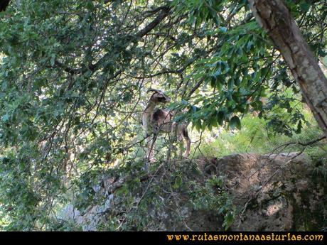 Ruta Cascadas Guanga, Castiello, el Oso: Cabra en el camino