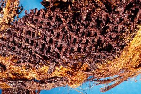 LOS PRIMEROS EMBALSAMADORES. La momificación comenzó en el Antiguo Egipto 1500 años antes de lo pensado Detalle de un trozo de venda de lino de Mostagedda analiza en este estudio y conservada en el Museo Bolton