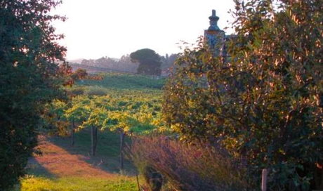 Albariño de Castrelo. El paradigma.