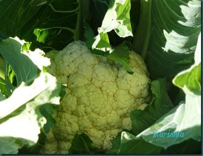 P1090587 copia P1090587 copia