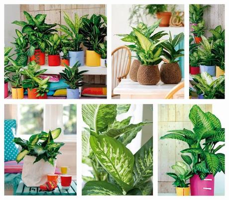 Dieffenbachia