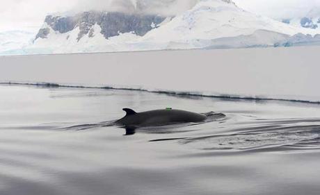 una ballena minke con etiqueta