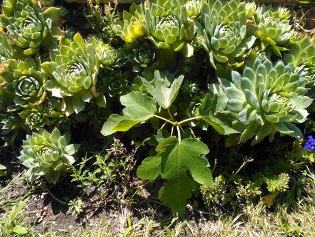 Grandes historias de cosas pequeñas-2: Historia en el jardín cercado.