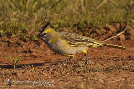 Cardenal amarillo (Yellow Cardinal) Gubernatrix cristata