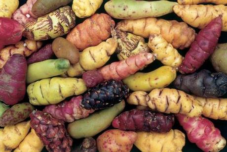 oca variedades