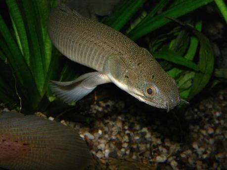 Pez africano ancestral revela cómo evolucionaron los primeros ancestros terrestres Polypterus