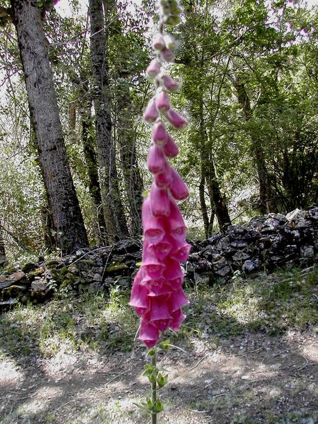 Grandes historias de cosas pequeñas-7: Digitalis