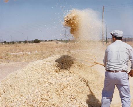 El oficio de separar el grano. Eras y trillas en La Mancha (2ª parte) El oficio de separar el grano. Eras y trillas en La Mancha (2ª parte)