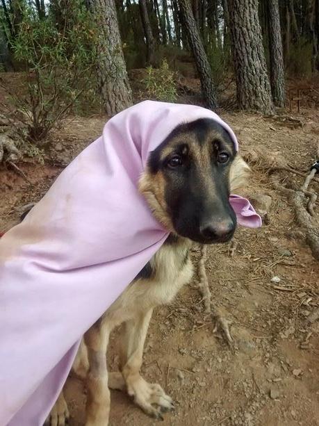 FESTIVAL CANINO DE LA ADOPCIÓN