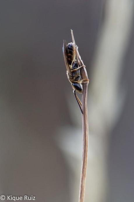 Macro 2014 III Macro 2014 III