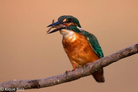 Martín pescador, la flecha azul Martín pescador, la flecha azul