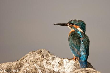 Martín pescador, la flecha azul Martín pescador, la flecha azul