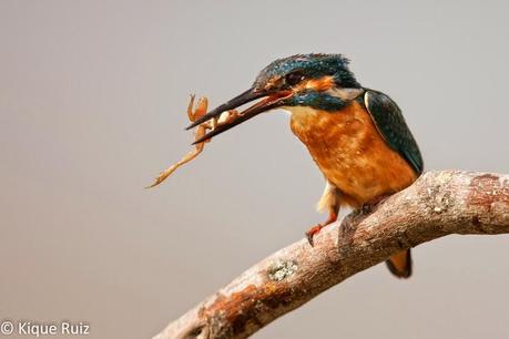 Martín pescador, la flecha azul Martín pescador, la flecha azul