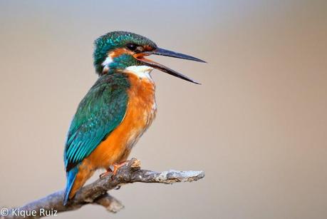 Martín pescador, la flecha azul Martín pescador, la flecha azul