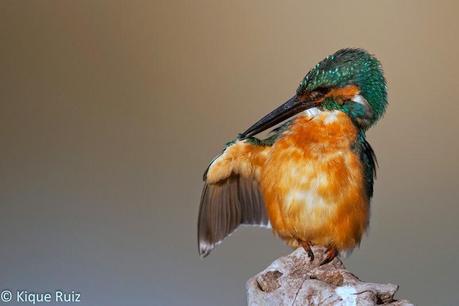 Martín pescador, la flecha azul Martín pescador, la flecha azul