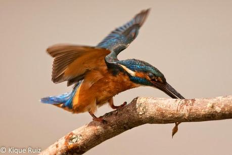 Martín pescador, la flecha azul Martín pescador, la flecha azul