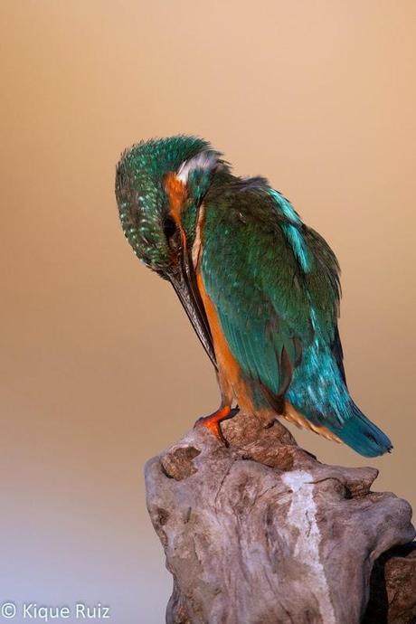 Martín pescador, la flecha azul Martín pescador, la flecha azul